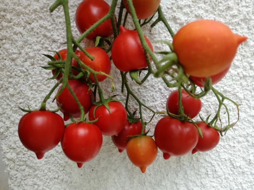  - Tomate