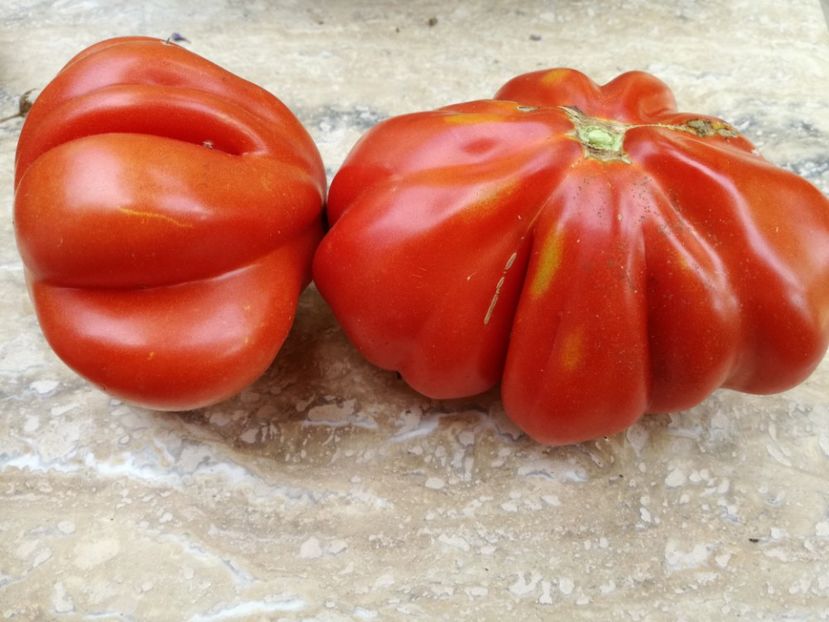  - Tomate