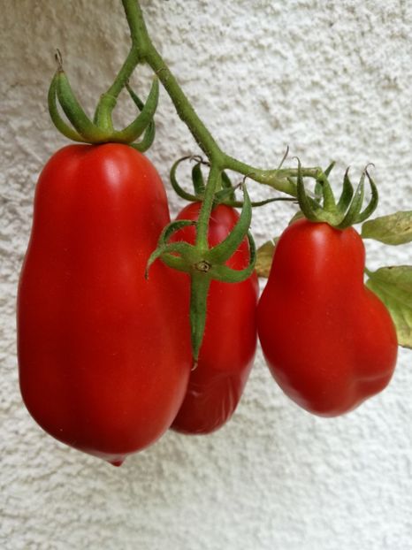  - Tomate