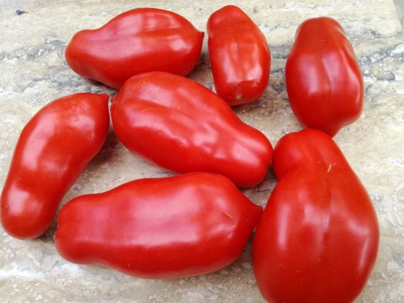  - Tomate