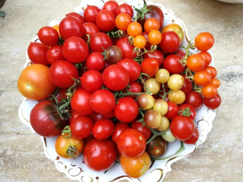  - Tomate