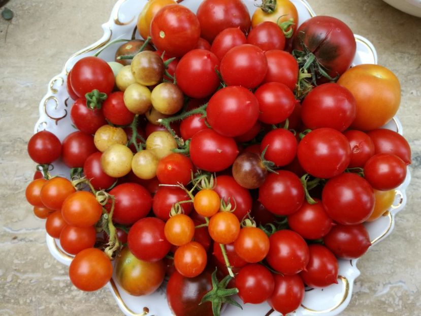  - Tomate