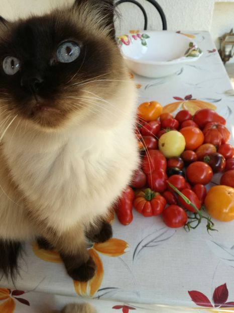  - Tomate