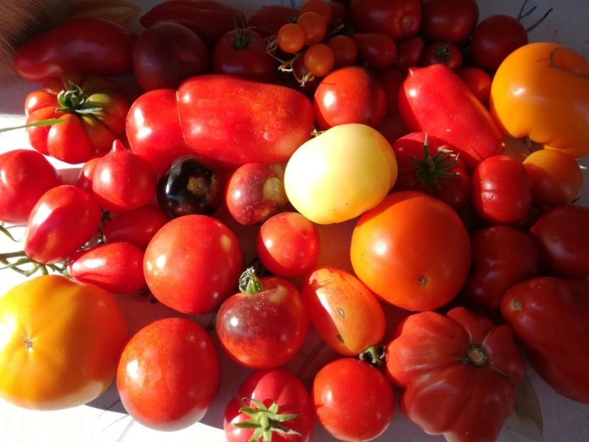  - Tomate