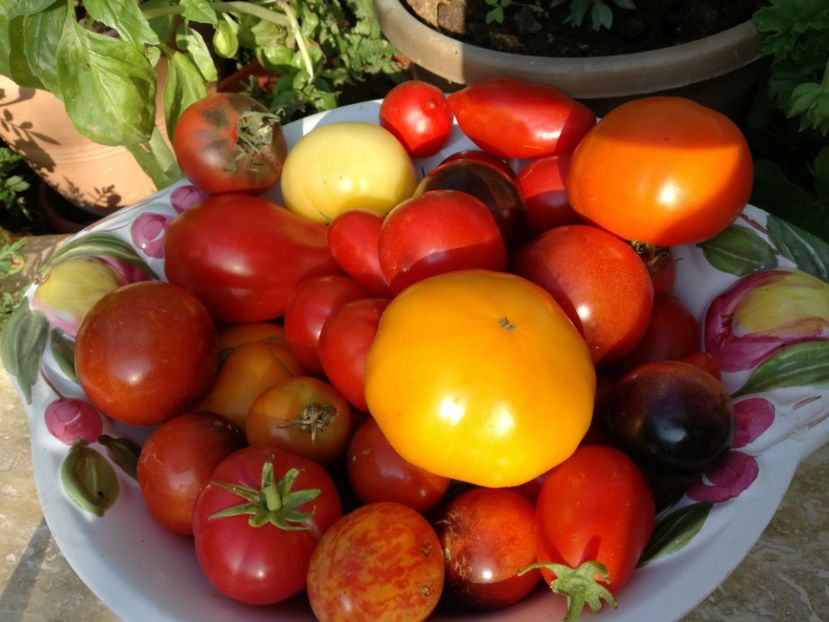  - Tomate
