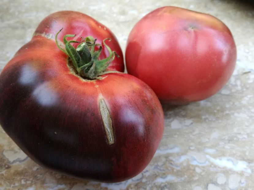  - Tomate