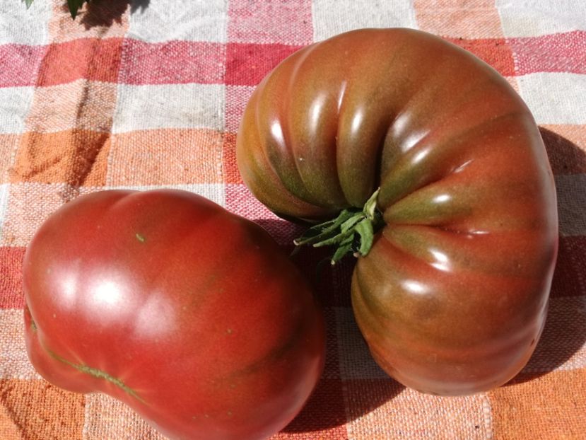  - Tomate