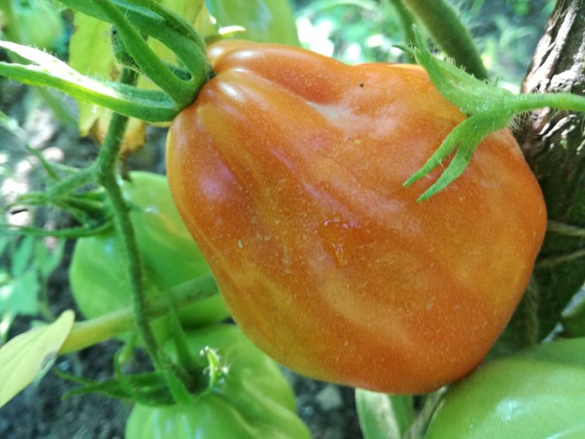  - Tomate