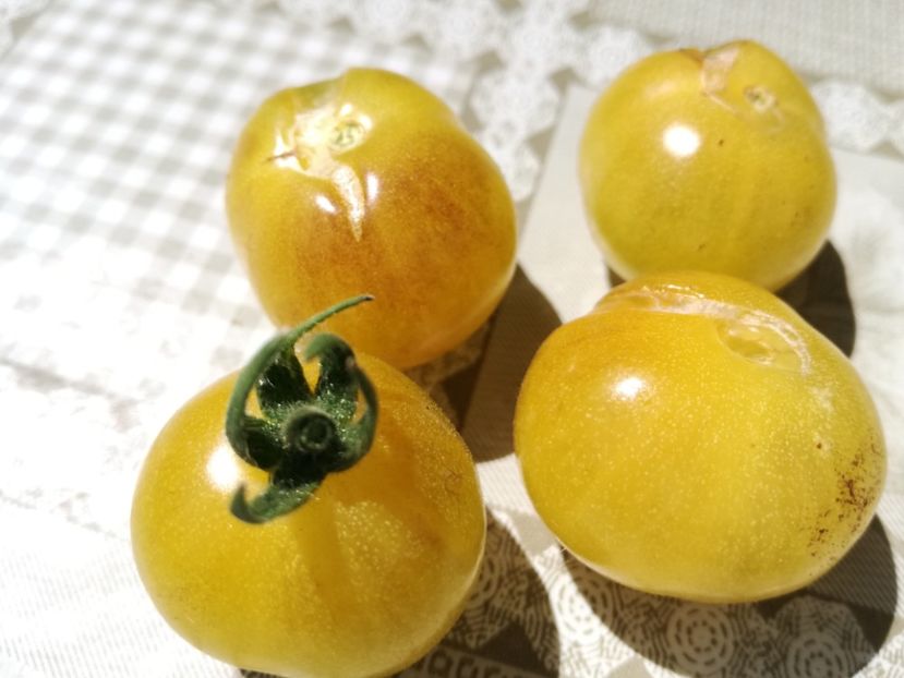  - Tomate
