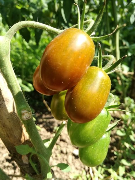  - Tomate