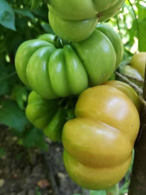  - Tomate