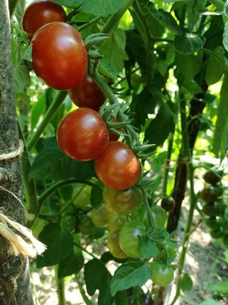  - Tomate