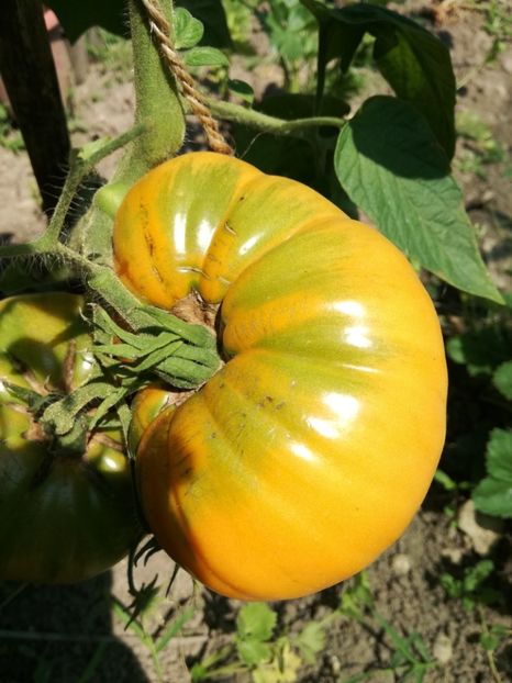  - Tomate