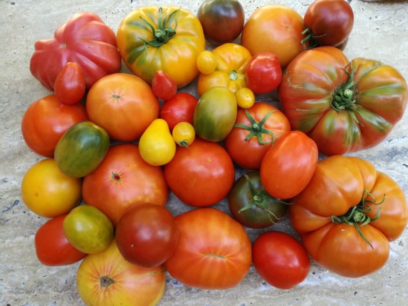  - Tomate