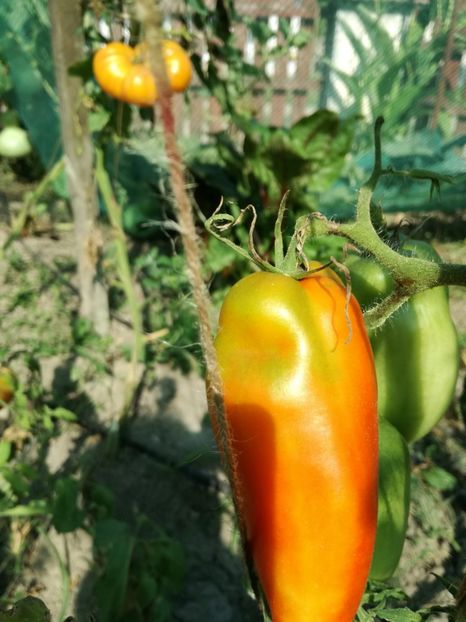  - Tomate