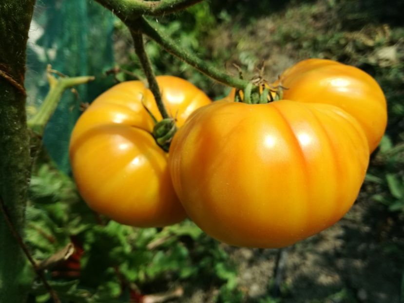  - Tomate