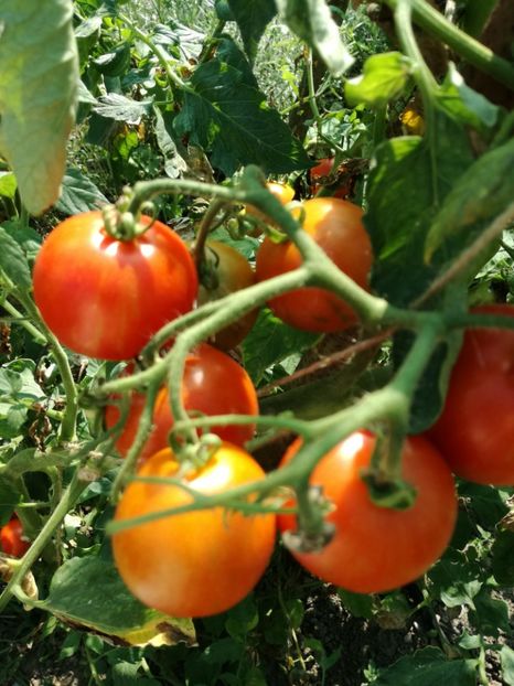  - Tomate