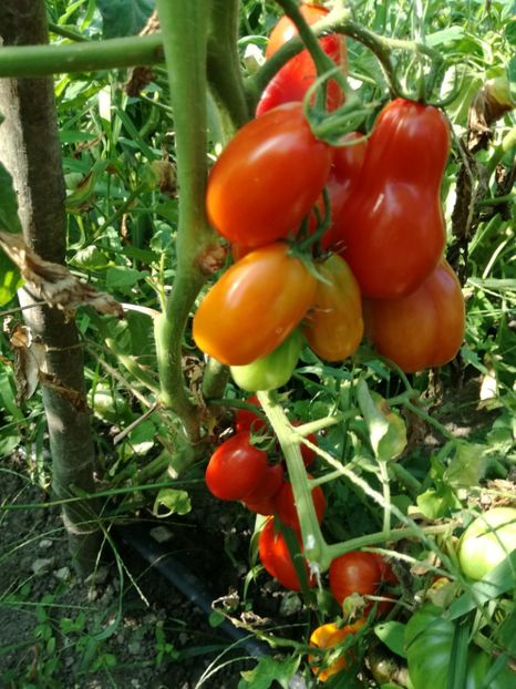  - Tomate