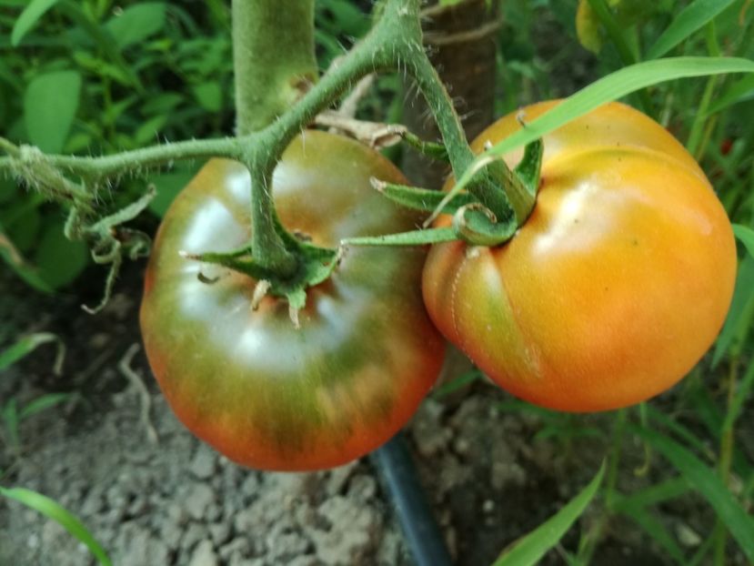  - Tomate