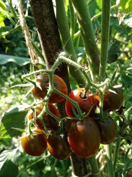 - Tomate
