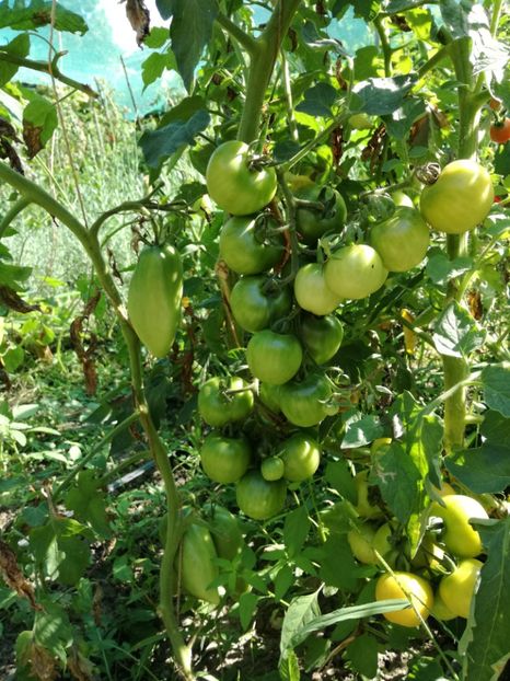  - Tomate