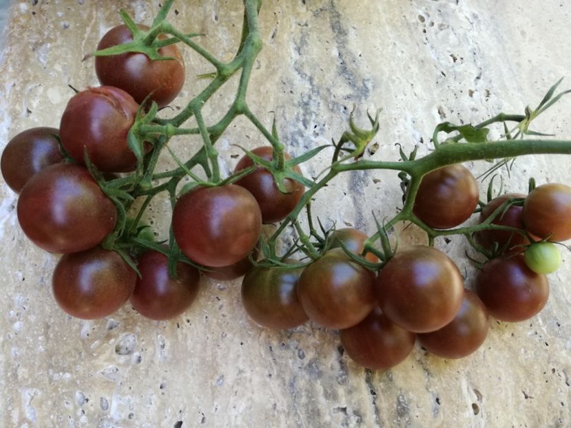  - Tomate