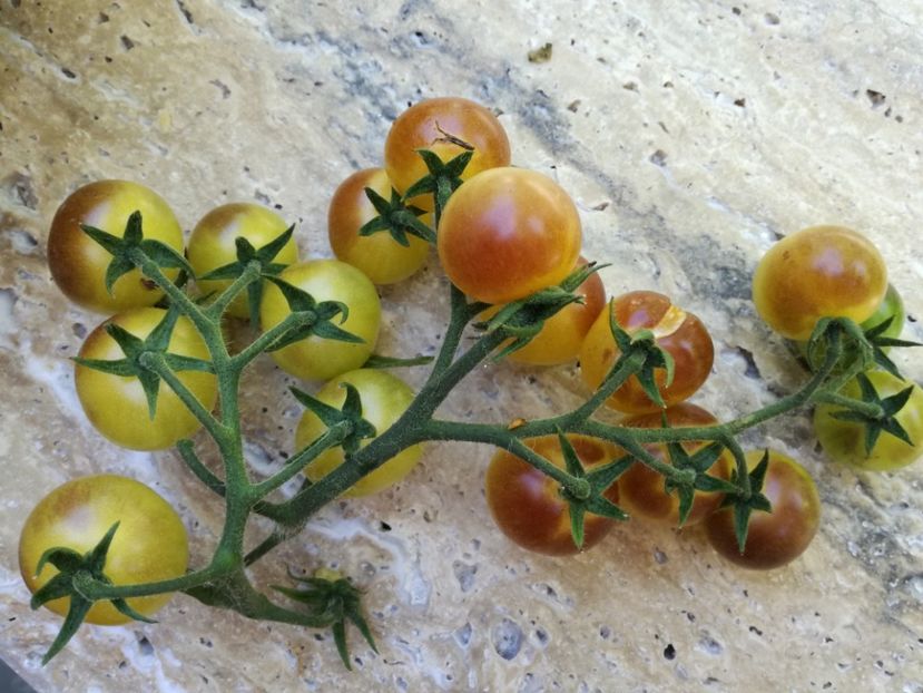  - Tomate