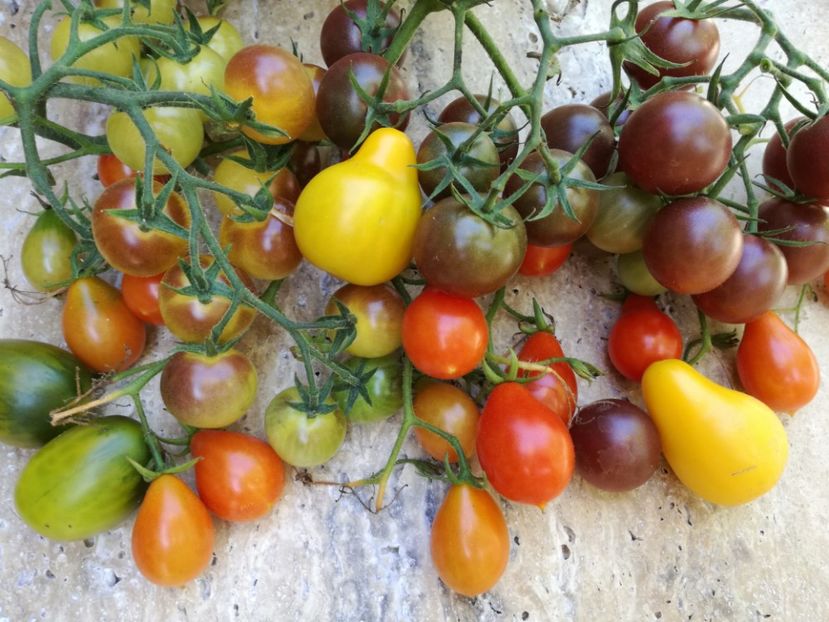  - Tomate