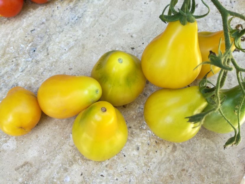  - Tomate
