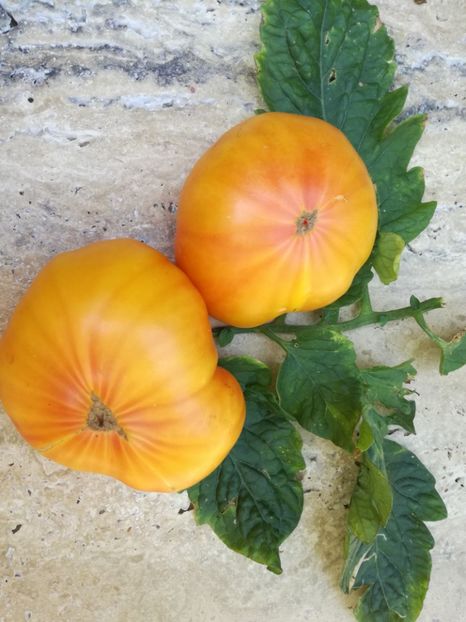  - Tomate