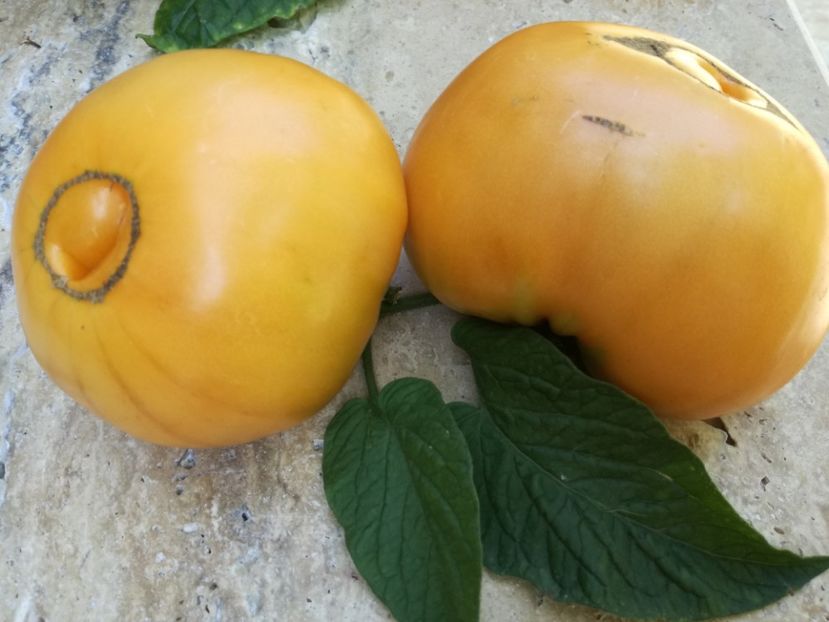  - Tomate
