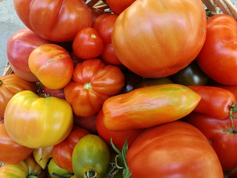  - Tomate