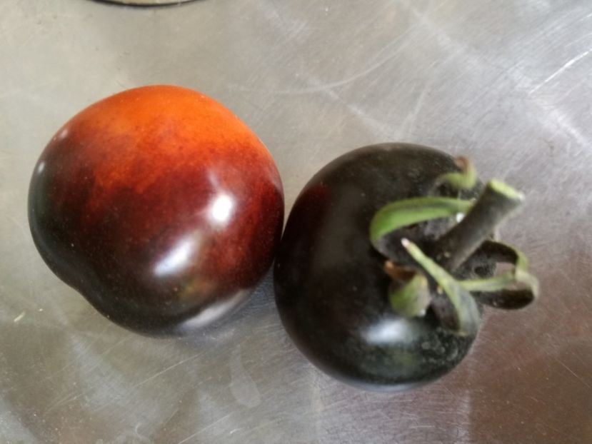  - Tomate