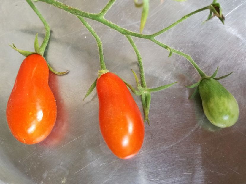  - Tomate