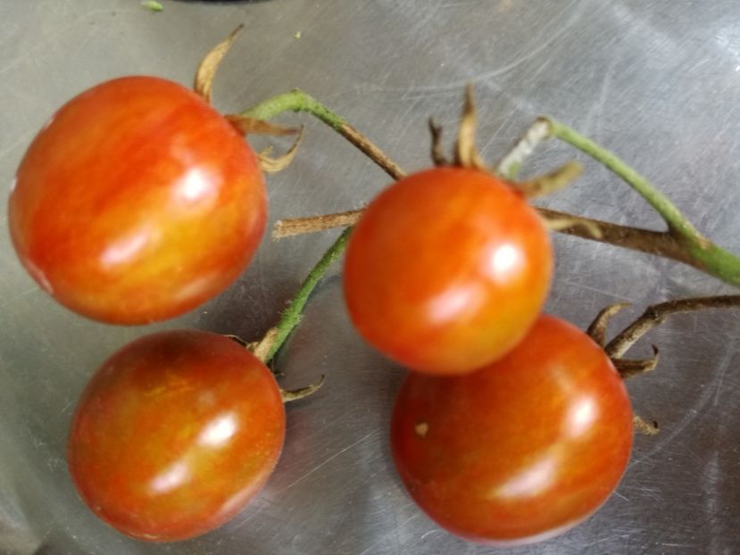  - Tomate