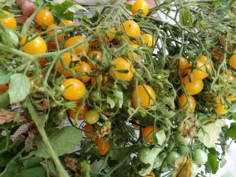  - Tomate