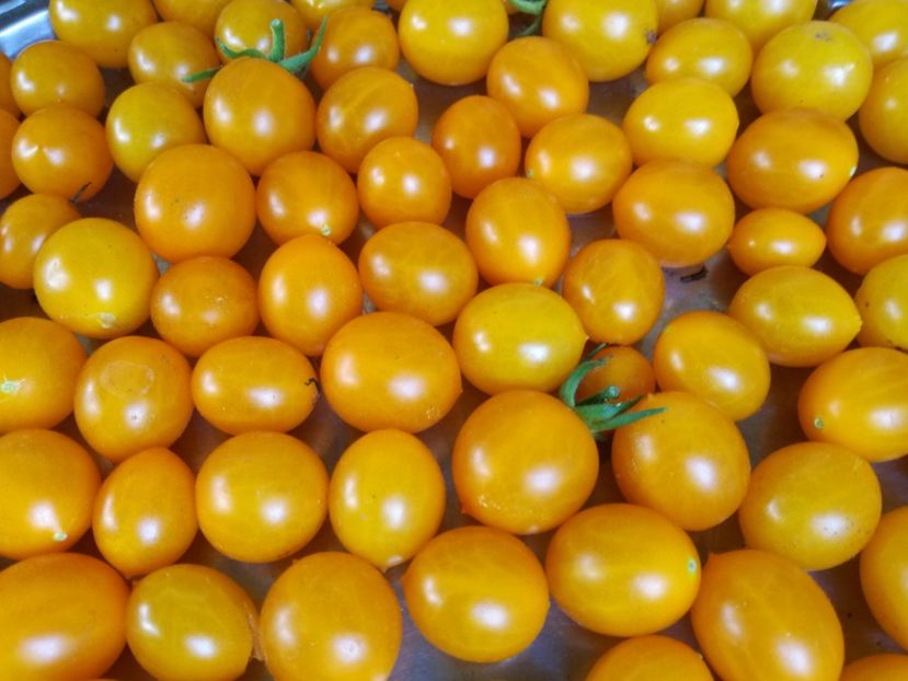  - Tomate