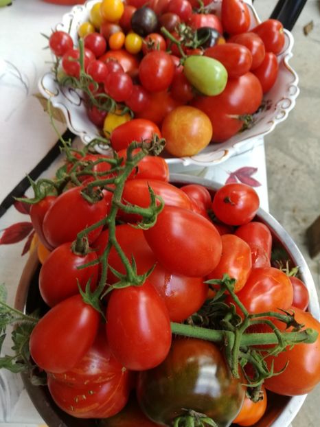  - Tomate