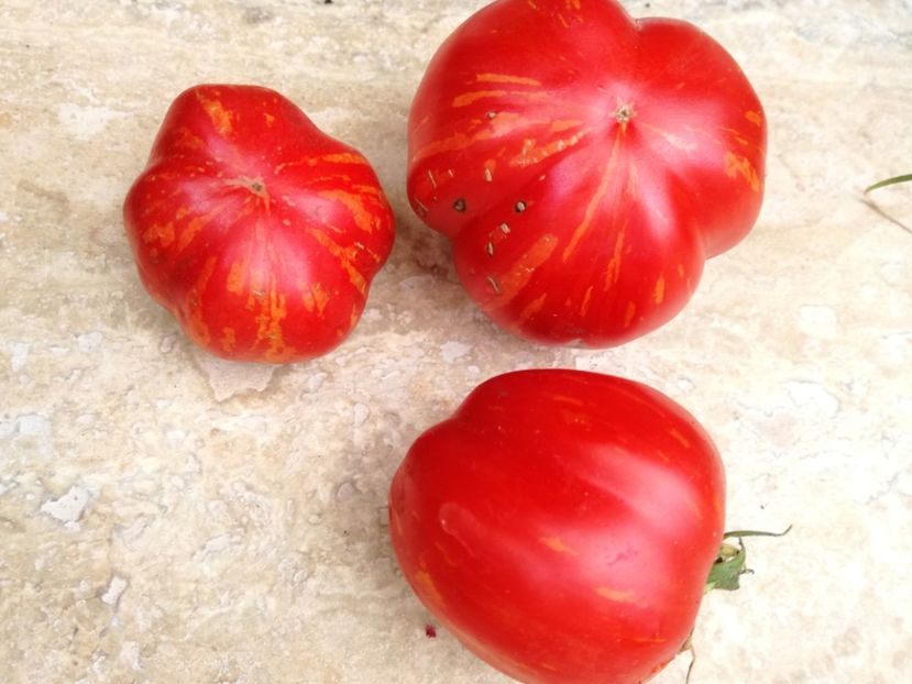  - Tomate