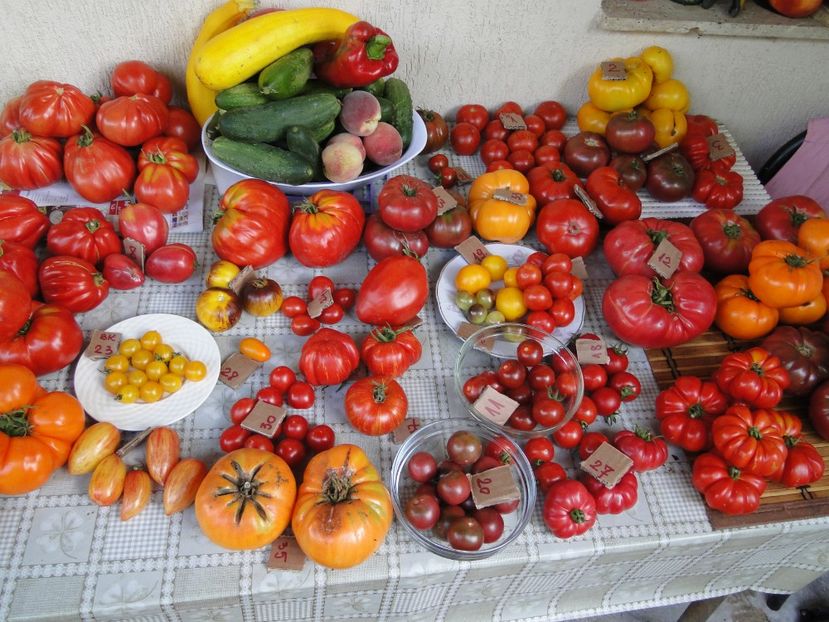 - Tomate