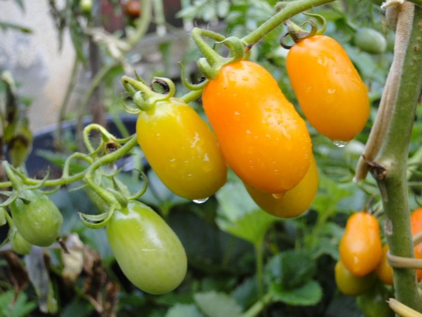  - Tomate
