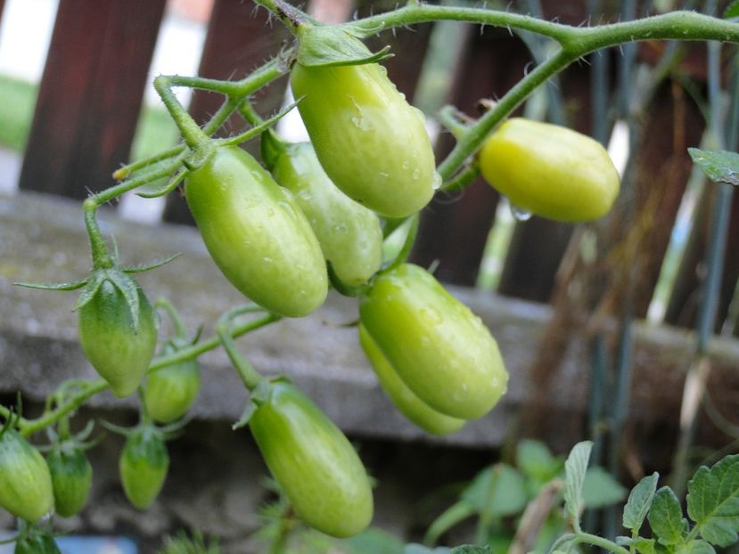  - Tomate