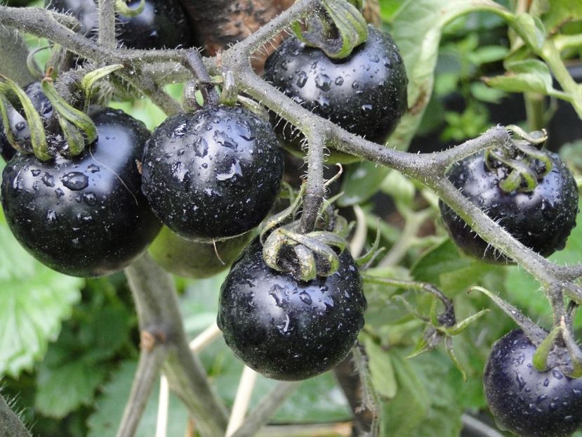  - Tomate