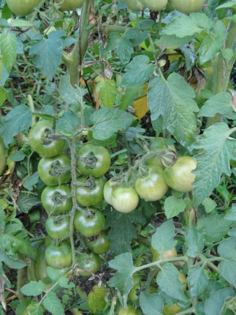  - Tomate