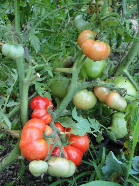  - Tomate