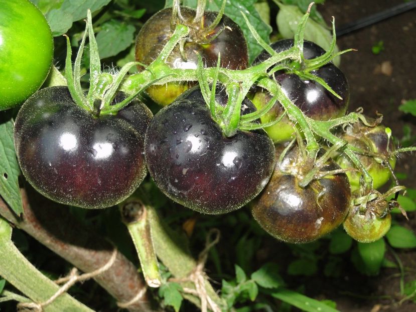 - Tomate