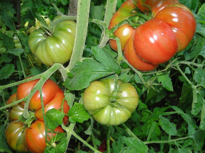  - Tomate