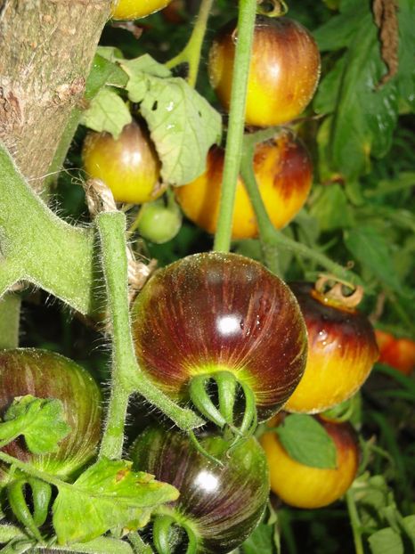  - Tomate