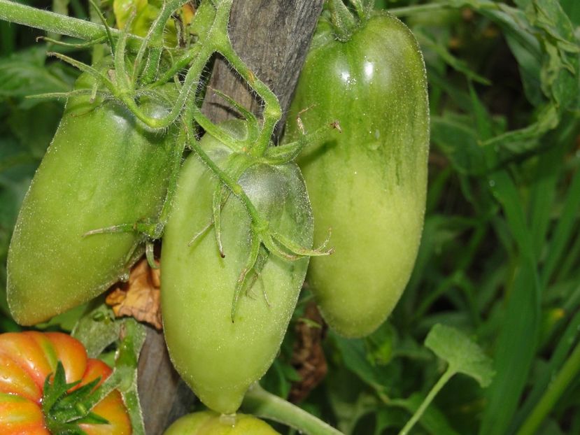  - Tomate