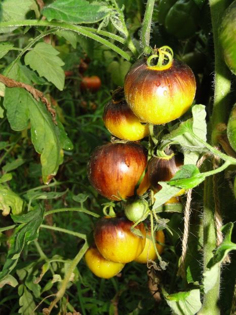  - Tomate